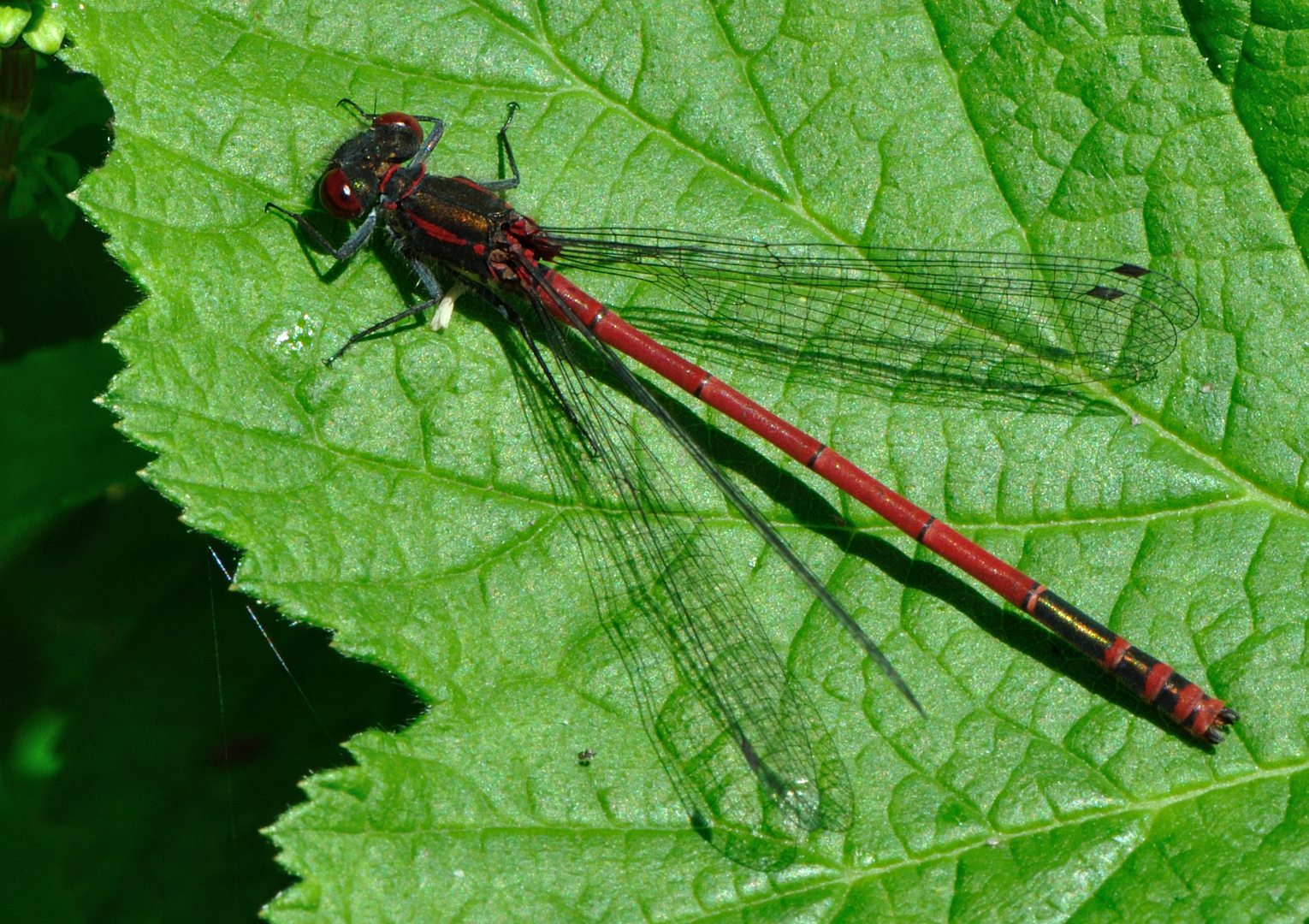 Pyrrhosoma nymphula