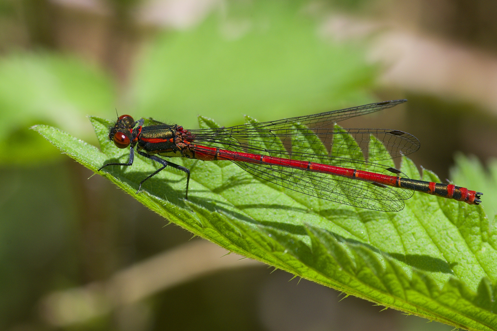 Pyrrhosoma nymphula