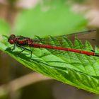 Pyrrhosoma nymphula