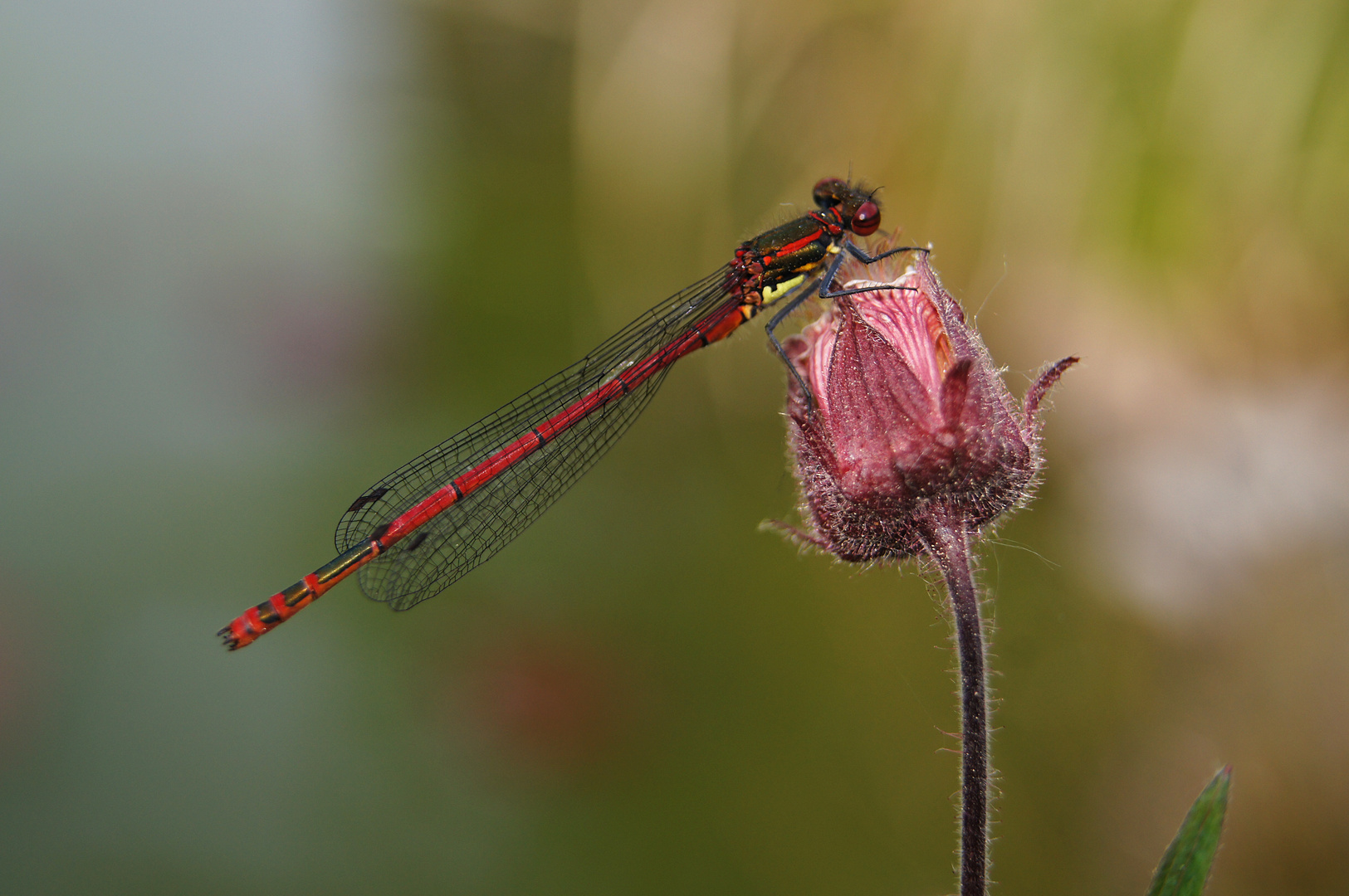 Pyrrhosoma nymphula