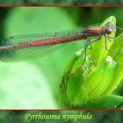 Pyrrhosoma nymphula