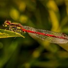 Pyrrhosoma nymphula