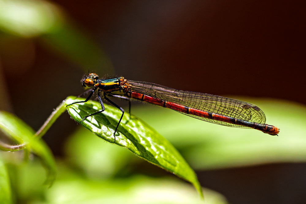 Pyrrhosoma nymphula