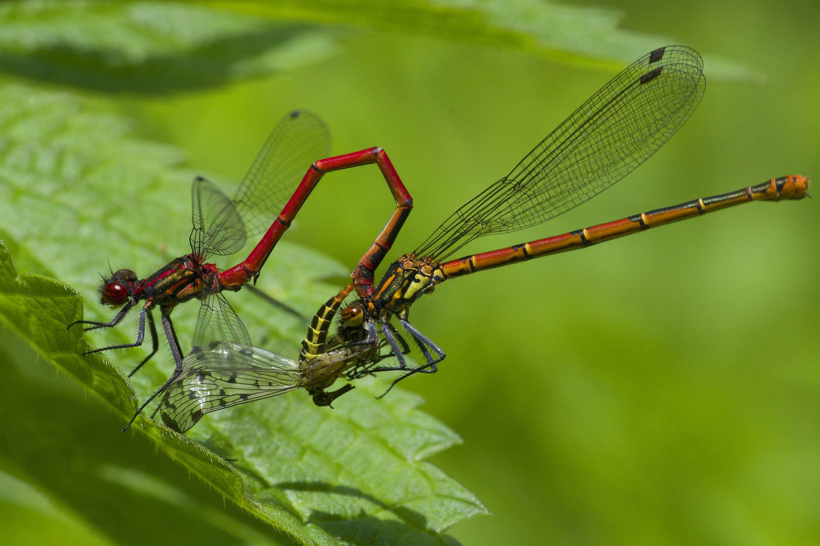 Pyrrhosoma nymphula