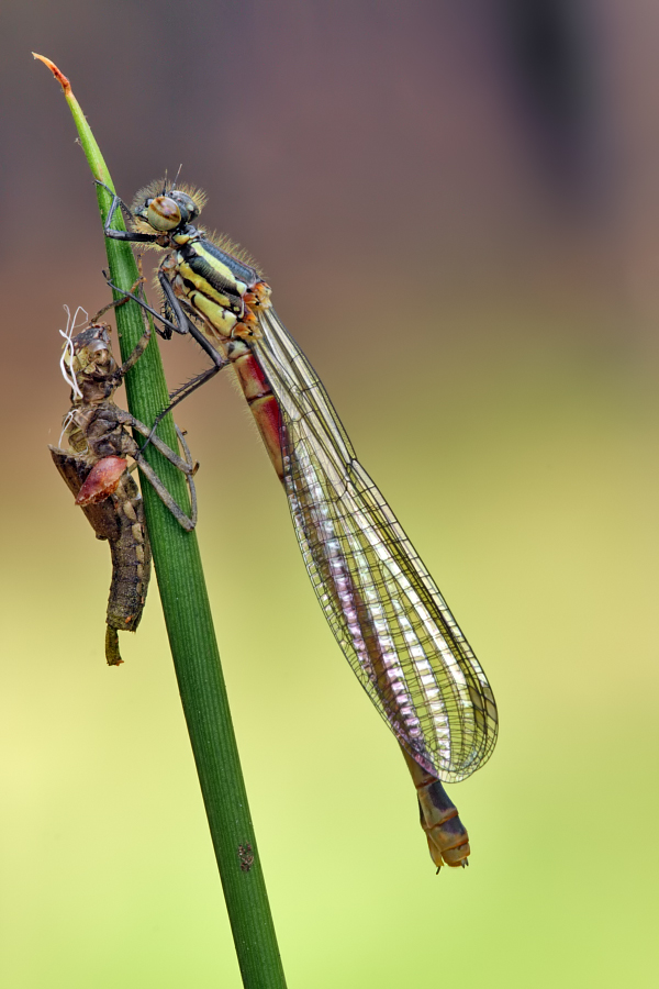 Pyrrhosoma nymphula