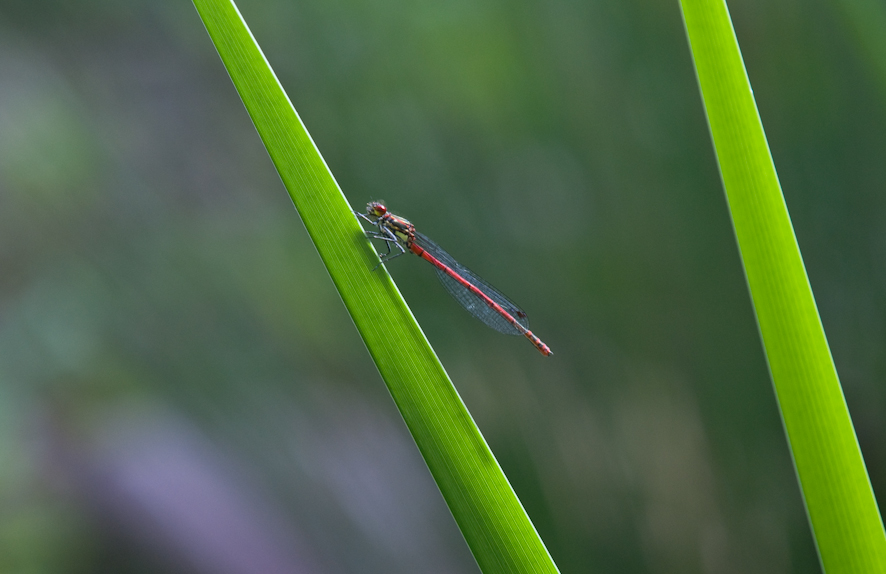 Pyrrhosoma nymphula