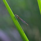 Pyrrhosoma nymphula