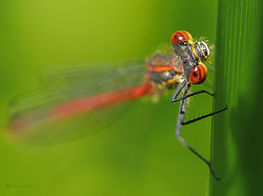 Pyrrhosoma nymphula