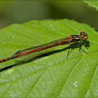 Pyrrhosoma nymphula femmina (Sulzer, 1776)