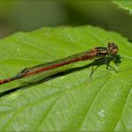 Pyrrhosoma nymphula femmina (Sulzer, 1776)