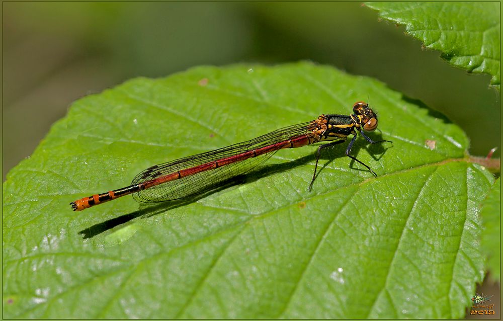 Pyrrhosoma nymphula femmina (Sulzer, 1776)