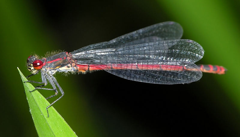 Pyrrhosoma nymphula