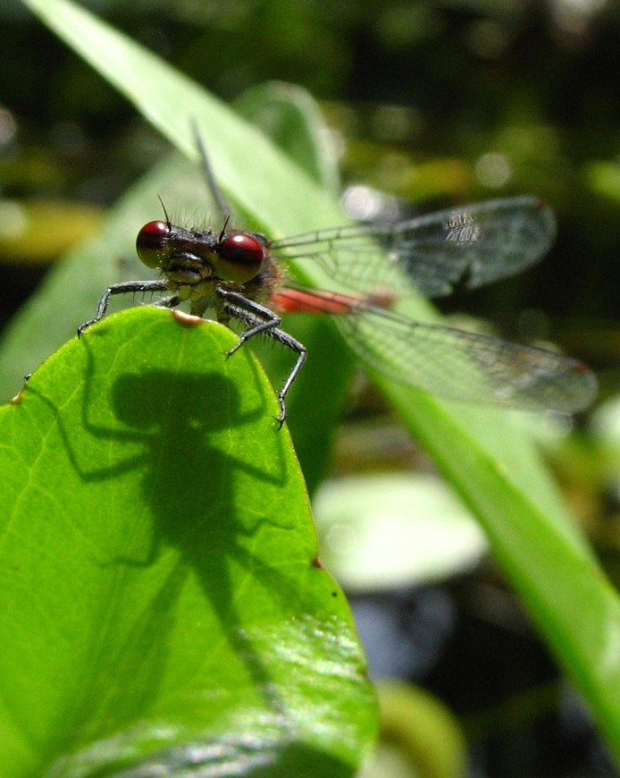 Pyrrhosoma nymphula - Frühe Adonisjunfer