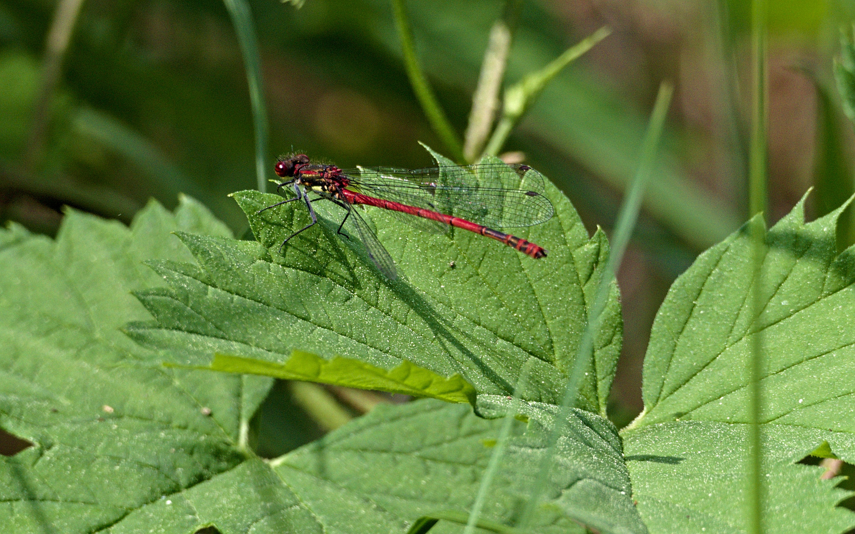  Pyrrhosoma nymphula (Frühe Adonislibelle)