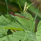  Pyrrhosoma nymphula (Frühe Adonislibelle)