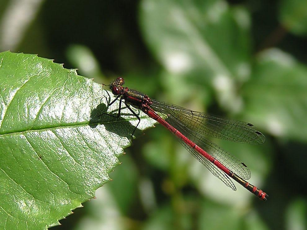 Pyrrhosoma Nymphula (Frühe Adonislibelle)