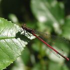 Pyrrhosoma Nymphula (Frühe Adonislibelle)