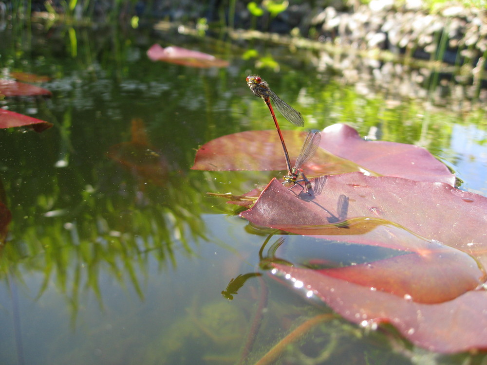 Pyrrhosoma nymphula (Frühe Adonislibelle)