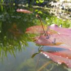 Pyrrhosoma nymphula (Frühe Adonislibelle)