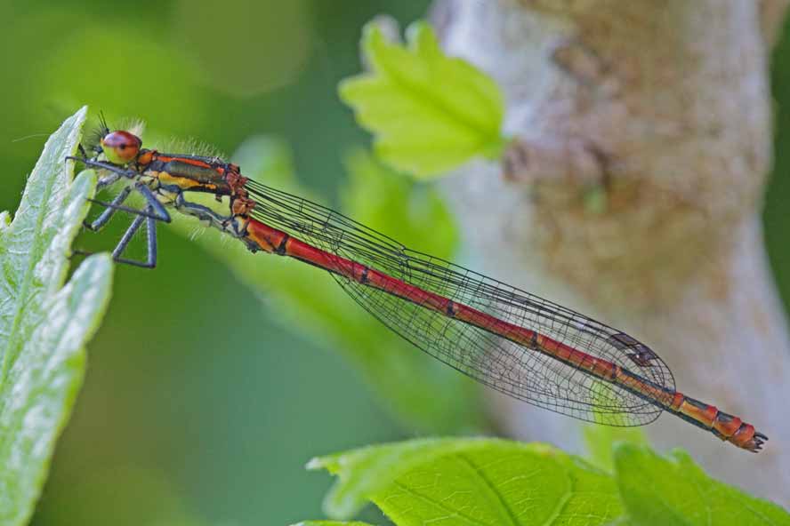 Pyrrhosoma nymphula - Frühe Adonislibelle