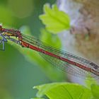 Pyrrhosoma nymphula - Frühe Adonislibelle