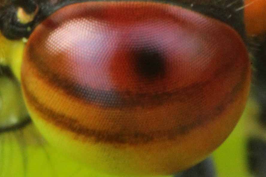 Pyrrhosoma nymphula - Frühe Adonislibelle