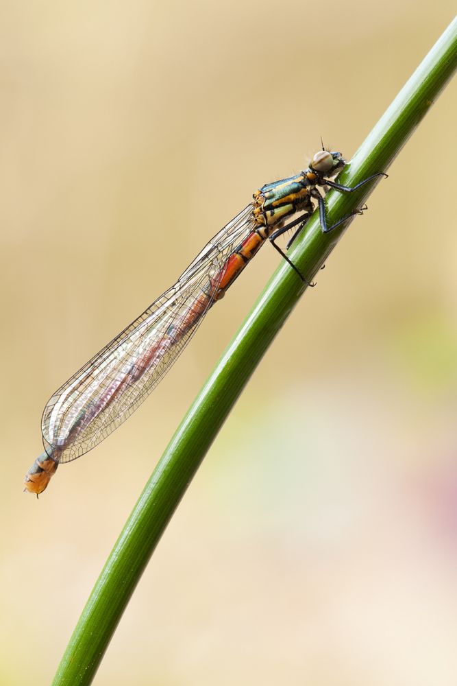 Pyrrhosoma nymphula – frühe Adonislibelle-weiblich