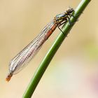 Pyrrhosoma nymphula – frühe Adonislibelle-weiblich