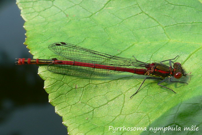 Pyrrhosoma nymphula mâle