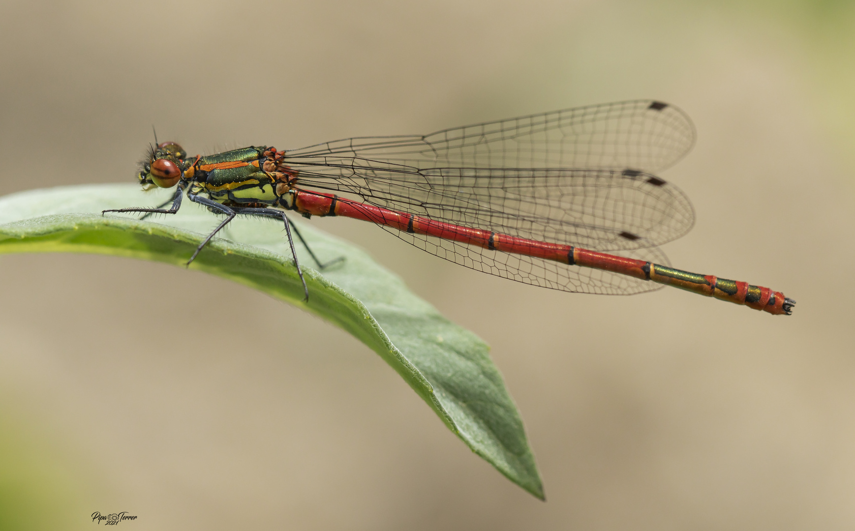 Pyrrhosoma nymphula (Sulzer, 1776)