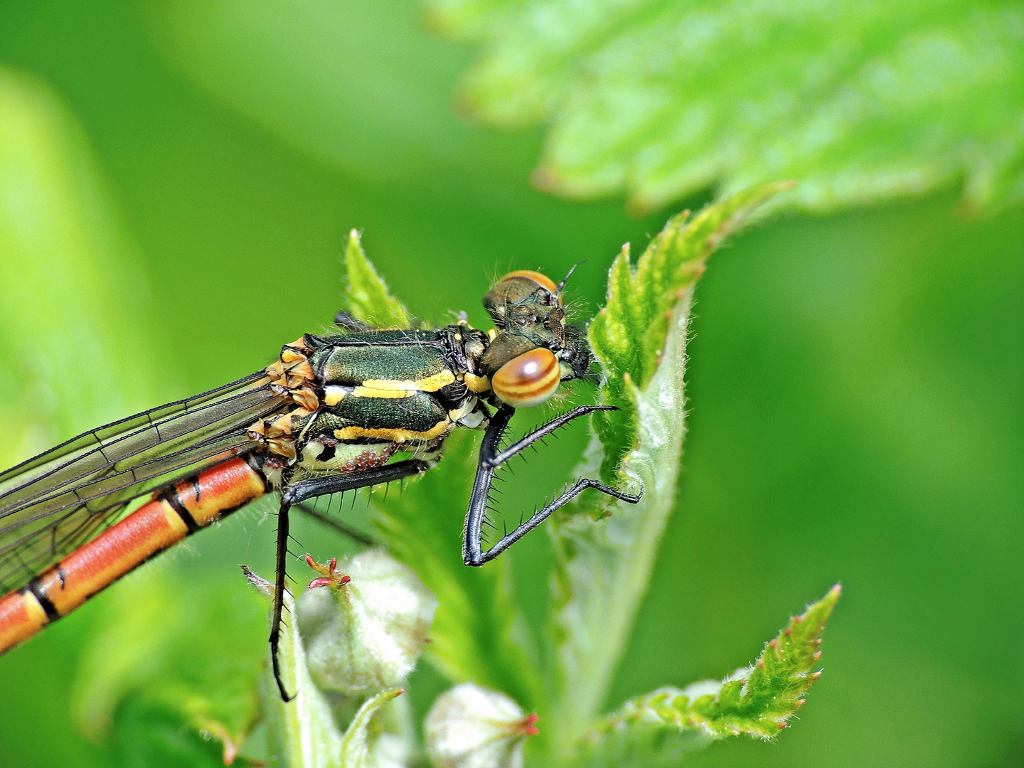 Pyrrhosoma nymphula(engl: Large Red Damselfly)