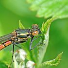 Pyrrhosoma nymphula(engl: Large Red Damselfly)