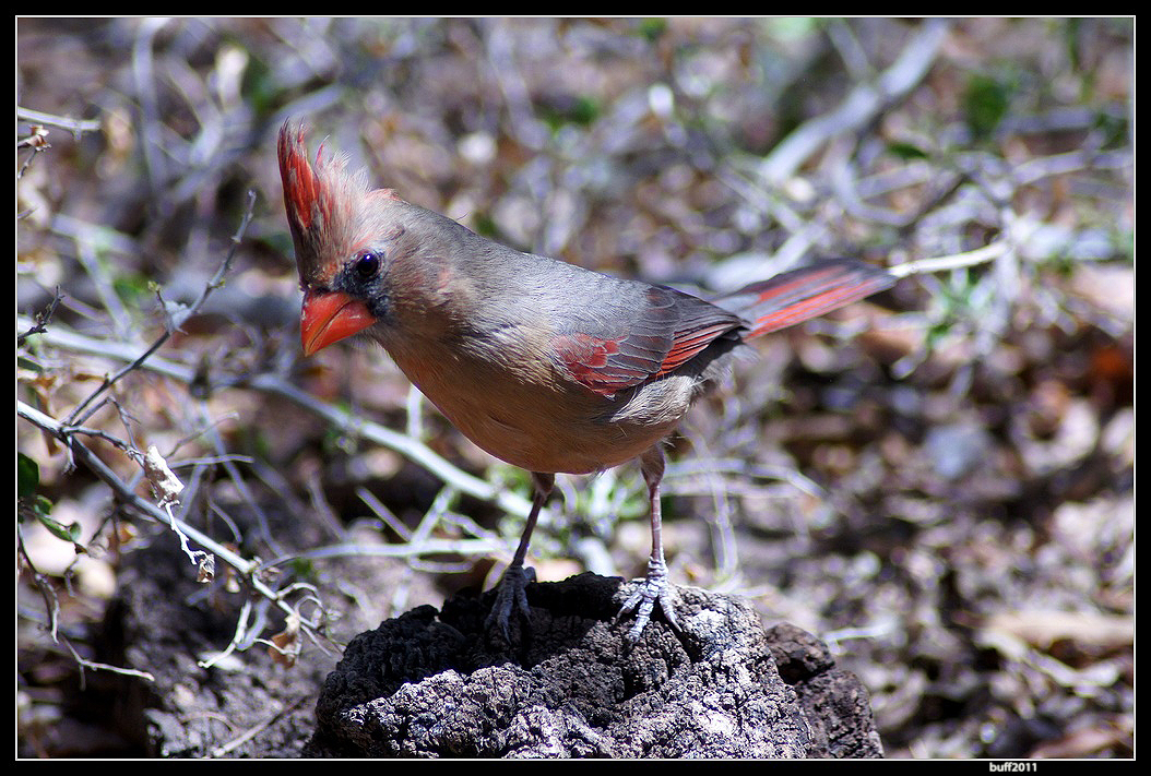 Pyrrhuloxia