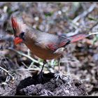 Pyrrhuloxia