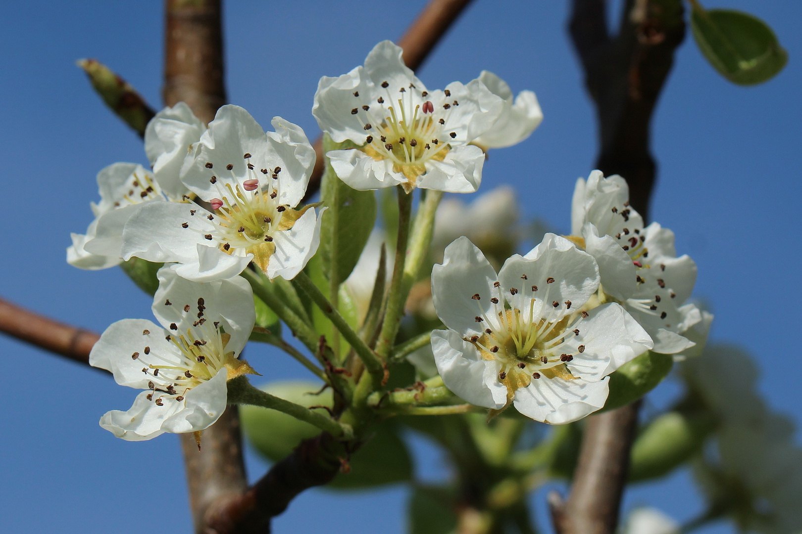 Pyrus communis 'Williams Christ'