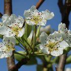 Pyrus communis 'Williams Christ'