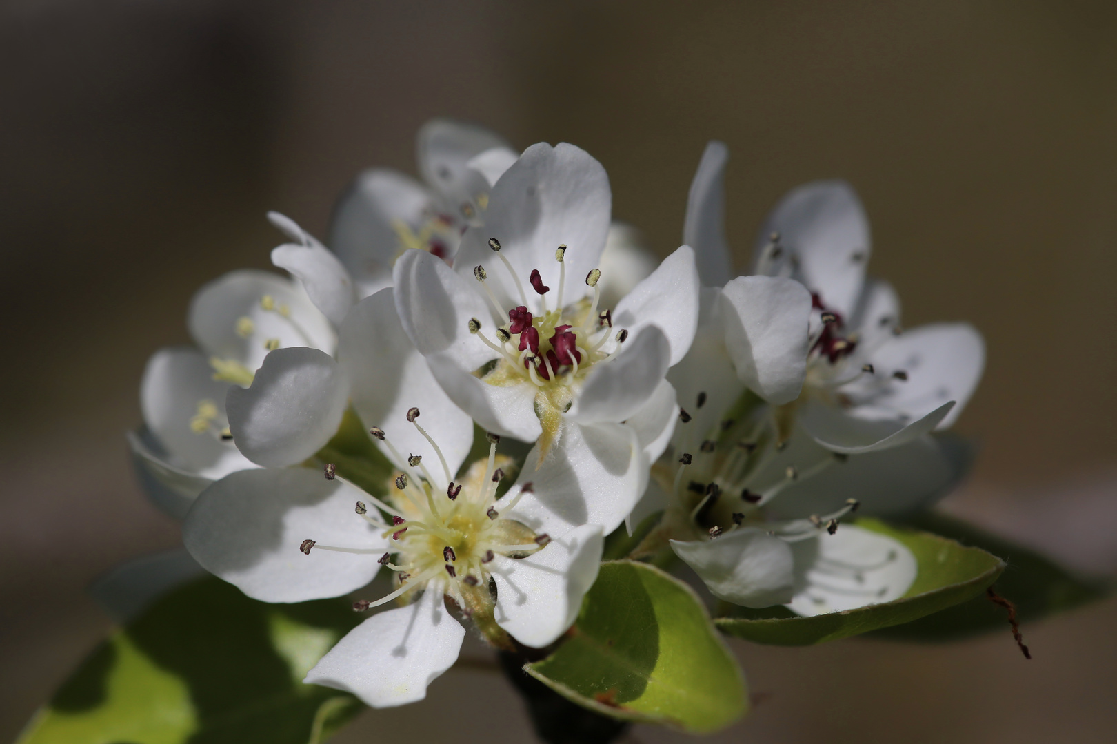 Pyrus pyraster Foto & Bild bäume, natur, blüten Bilder auf