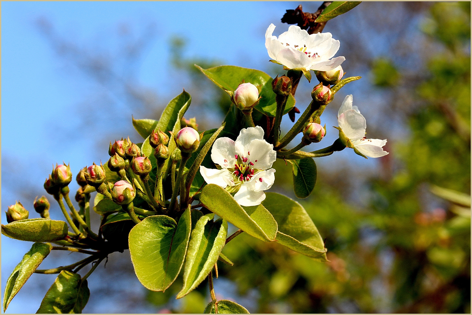 Pyrus ussuriensis