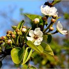 Pyrus ussuriensis