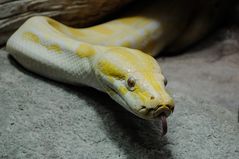 Python