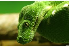 -python-
