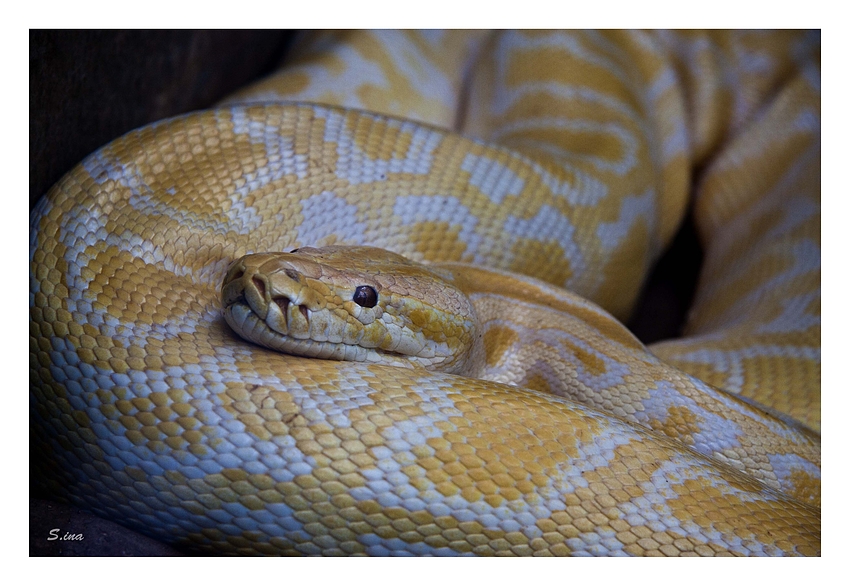 python