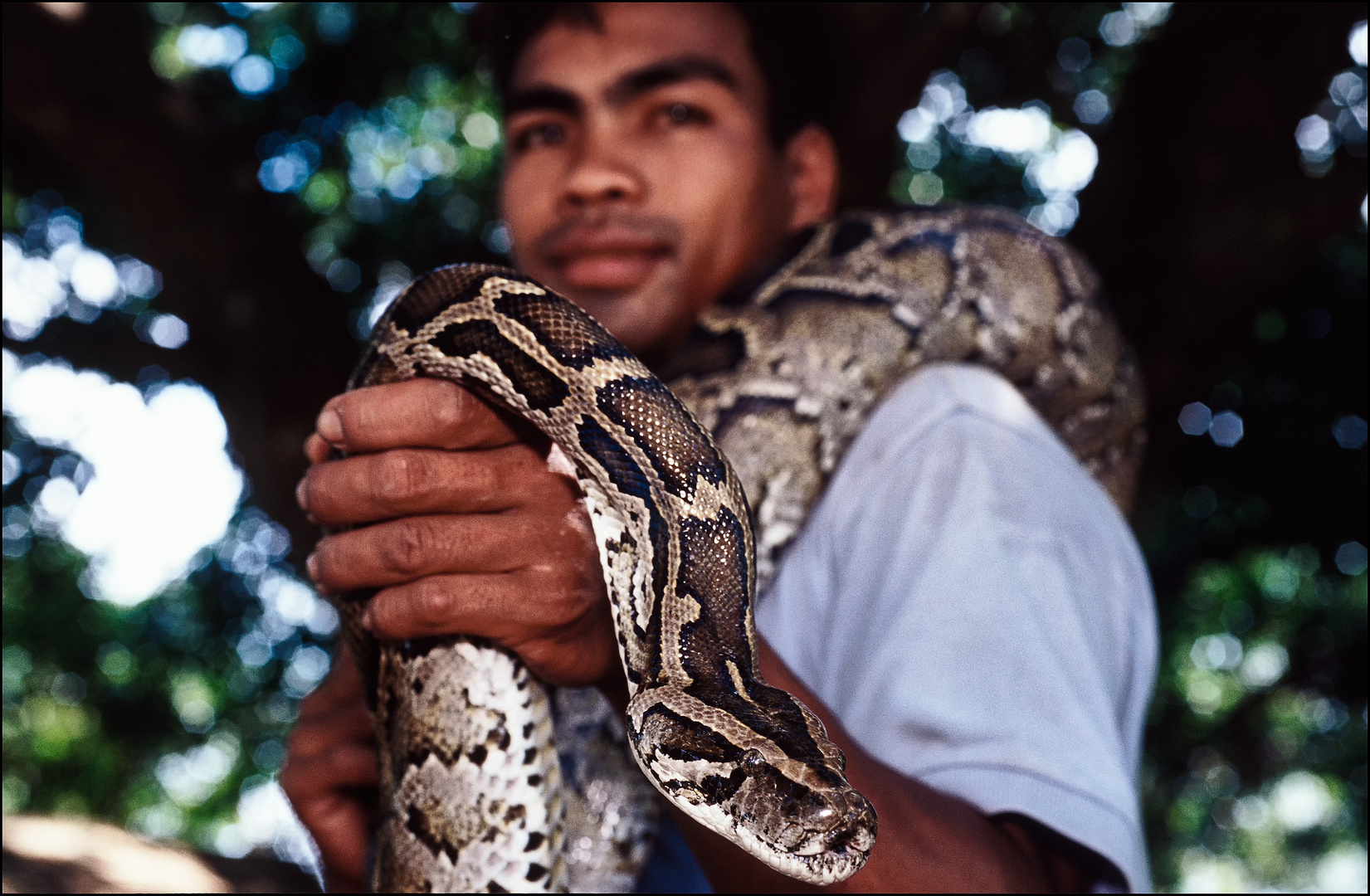 Python, bei Phnom Penh