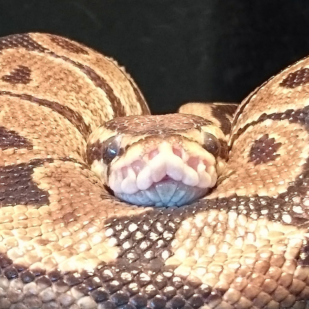 Python