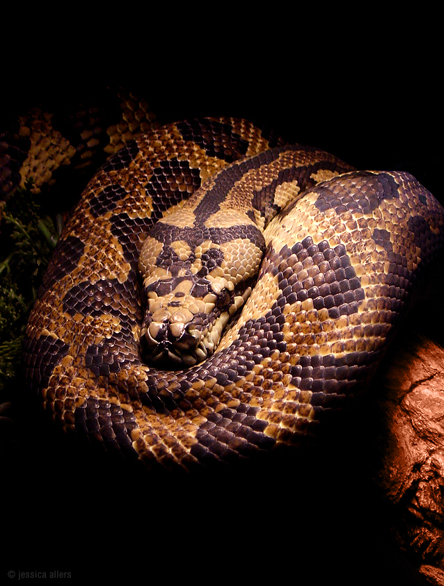 Python