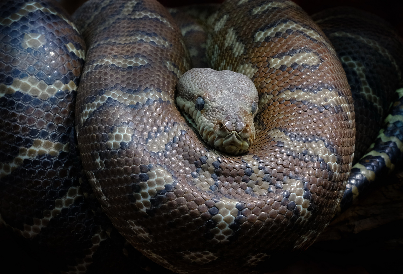 Python Im Exotarium Frankfurt