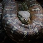 Python Im Exotarium Frankfurt