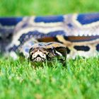 Python im Gras