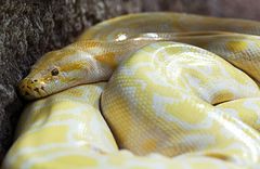 Python molurus