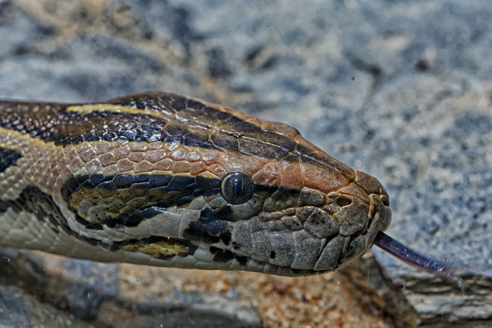 ... Python molurus bivittatus ...